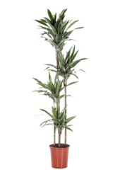 Dracaena Deremensis Warneckei