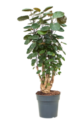 Aralia (Polyscias) Fabian