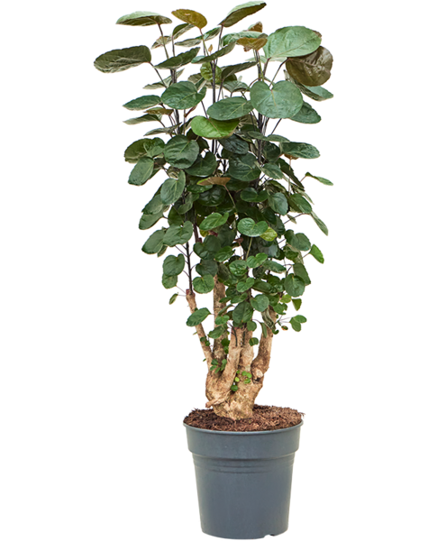 Aralia