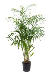 Chamaedorea Seifrizii