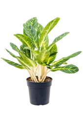 Aglaonema Schlüssellimette