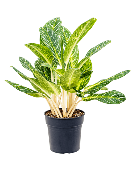 Aglaonema