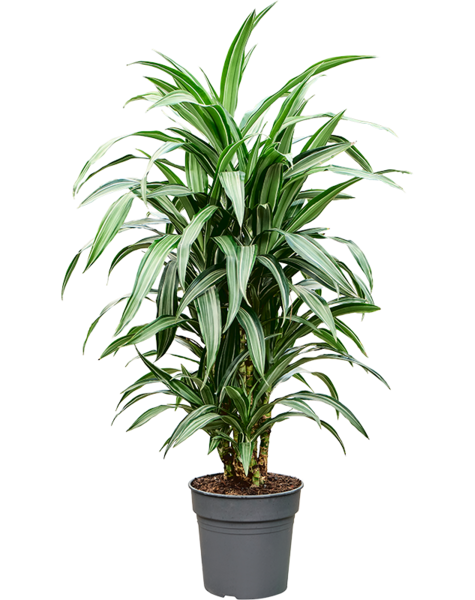 Dracaena