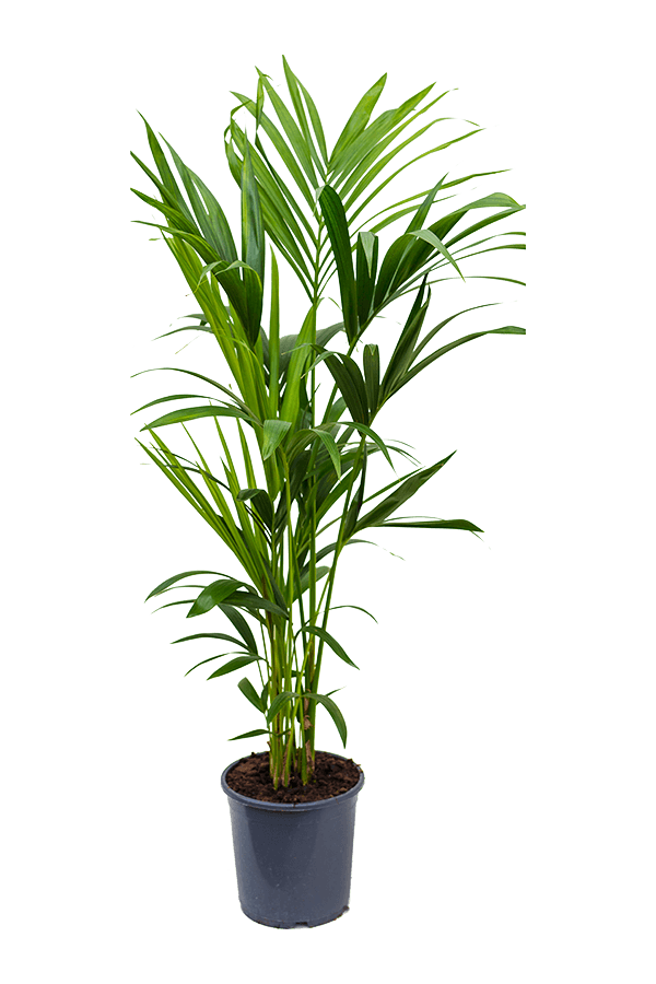 Kentia (Howea) Forsteriana