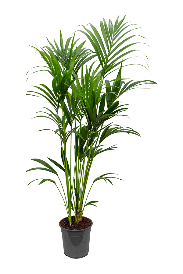 Kentia (Howea) Forsteriana
