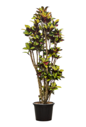 Croton (Codiaeum) Variegatum Mrs. Iceton