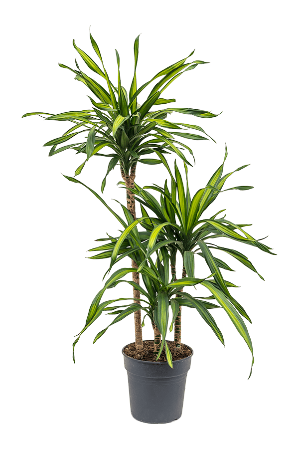 Dracaena Fragrans Riki