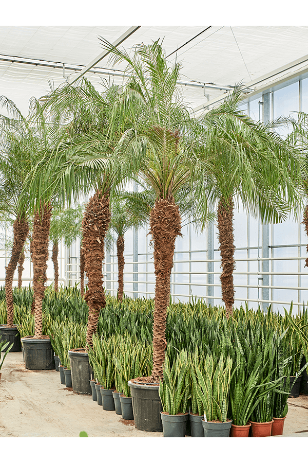 Phoenix Roebelenii (400-460)