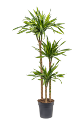 Dracaena Fragrans Riki