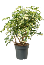 Schefflera Arboricola Trinette