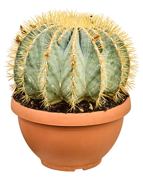 Ferocactus