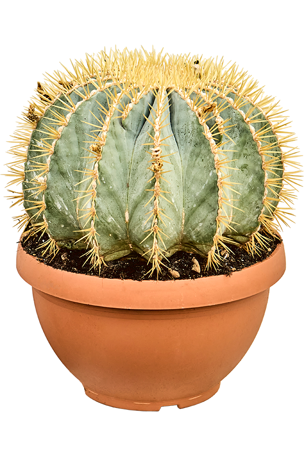 Ferocactus Glaucescens