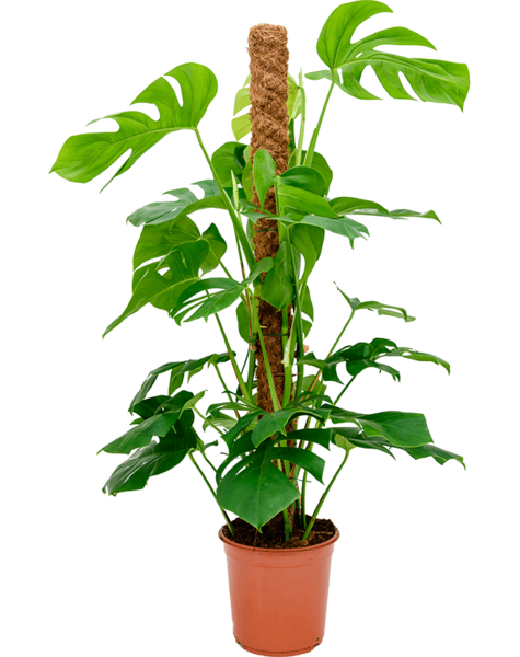 Monstera