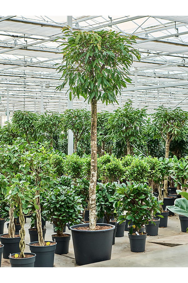 Ficus Binnendijkii Amstel King