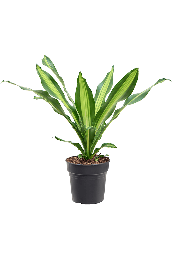 Dracaena Fragrans Burley