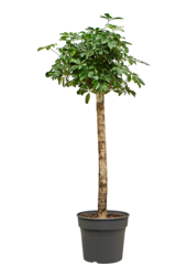 Schefflera Arboricola Gold Capella