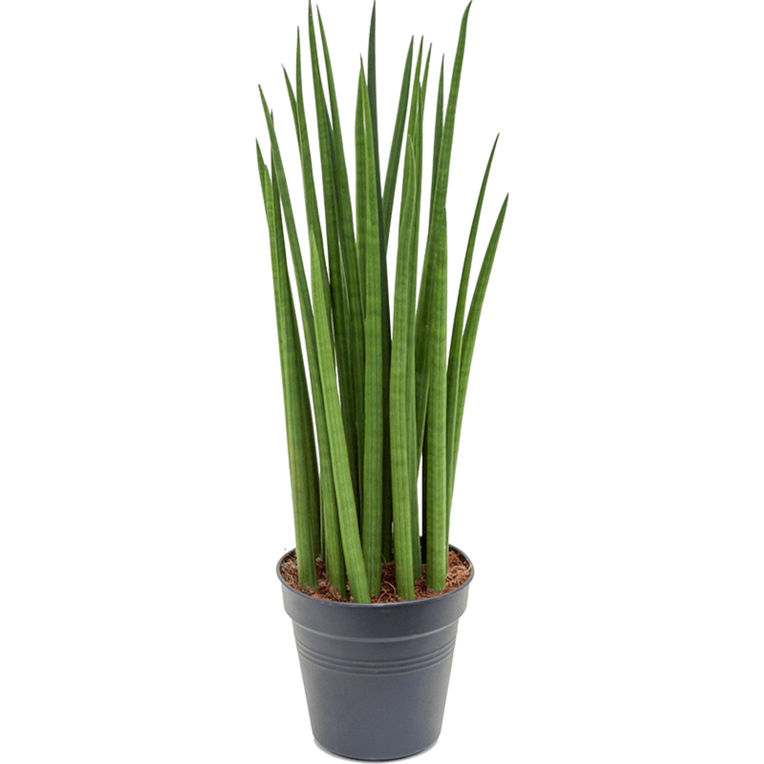 drachenbaum pilz Gerandeter Drachenbaum - Dracaena marginata main image 0