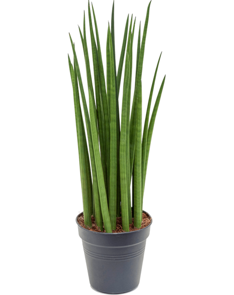Sansevieria