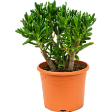 Crassula