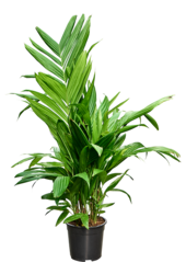 Areca Triandra