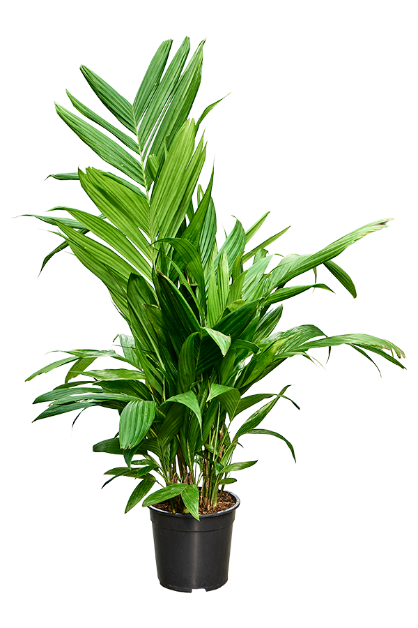 Areca Triandra
