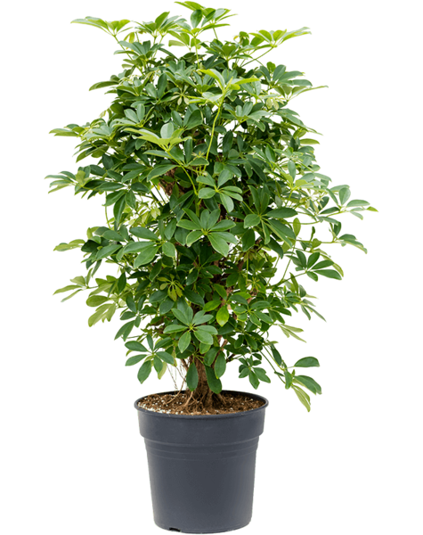 Schefflera