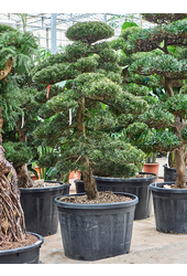 Podocarpus macrophyllus