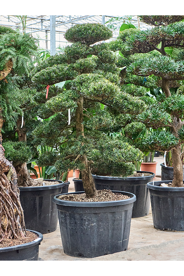 Podocarpus macrophyllus