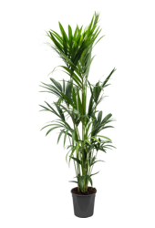 Kentia (Howea) Forsteriana