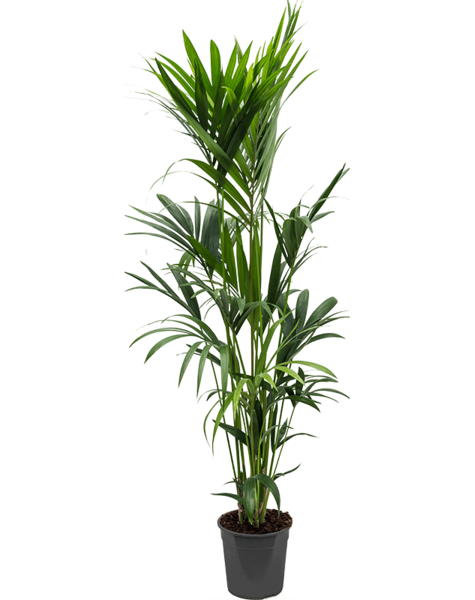 Kentia
