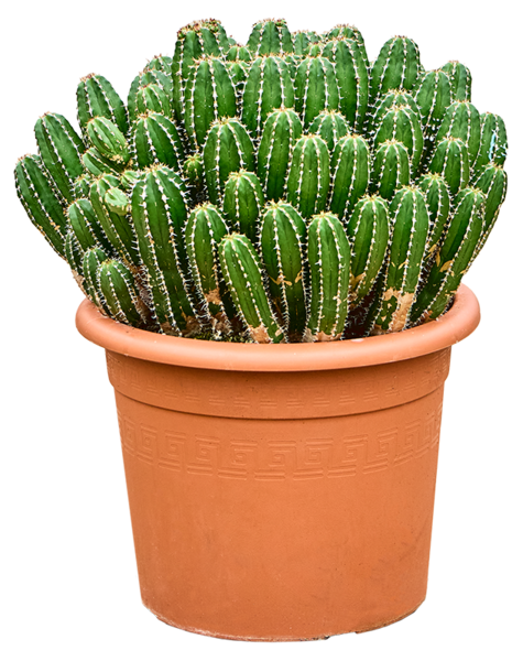 Euphorbia