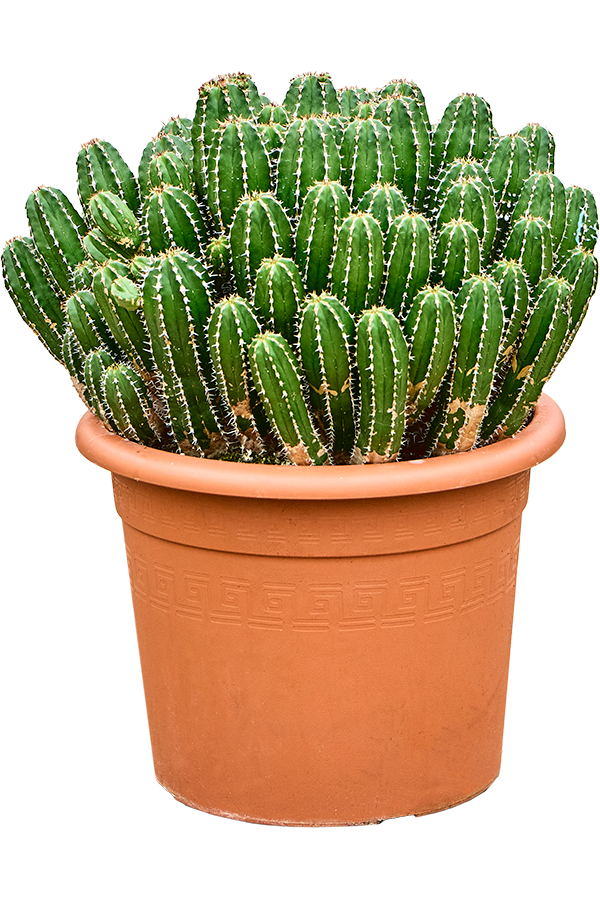 Euphorbia echinus