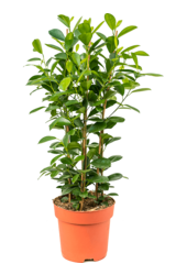 Ficus Microcarpa Moclame