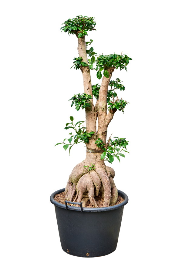 Ficus Microcarpa Ginseng
