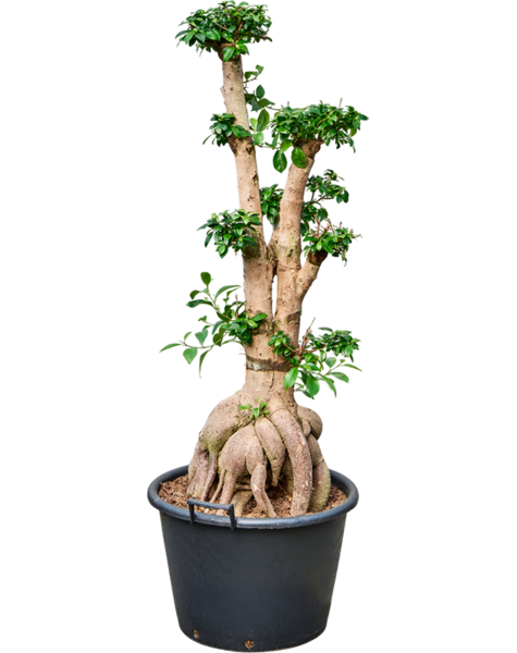 Ficus