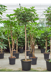 Schefflera Arboricola Compacta