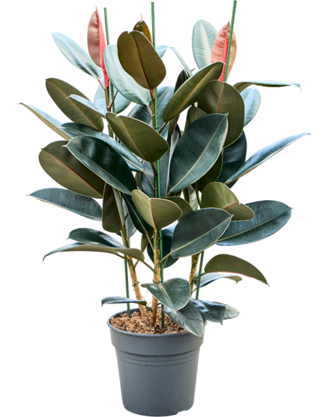 Ficus