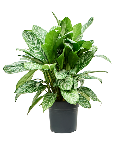 Aglaonema