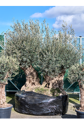 Olea Europaea (280-340)