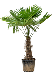 Trachycarpus Fortunei (180-200)