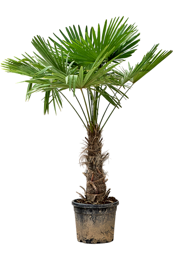 Trachycarpus Fortunei (180-200)