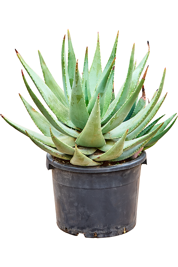 Aloe Comptonii