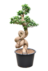 Ficus microcarpa compacta