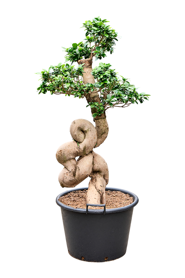 Ficus microcarpa compacta