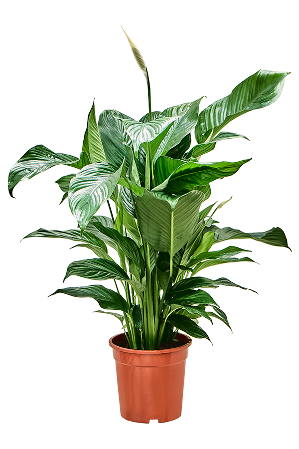 Spathiphyllum Sweet Lauretta