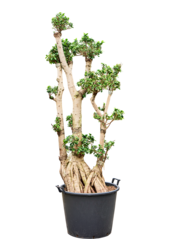 Ficus microcarpa compacta
