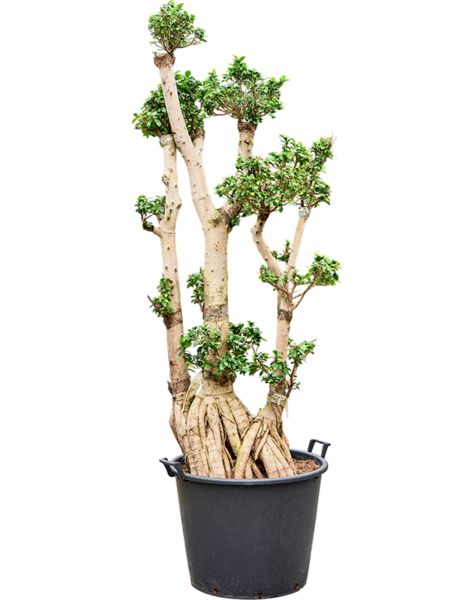 Ficus