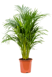 Dypsis (Areca) Lutescens