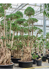 Ficus microcarpa compacta