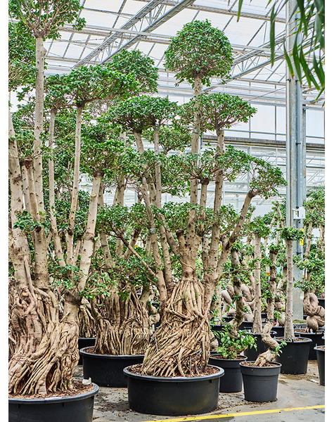 Ficus